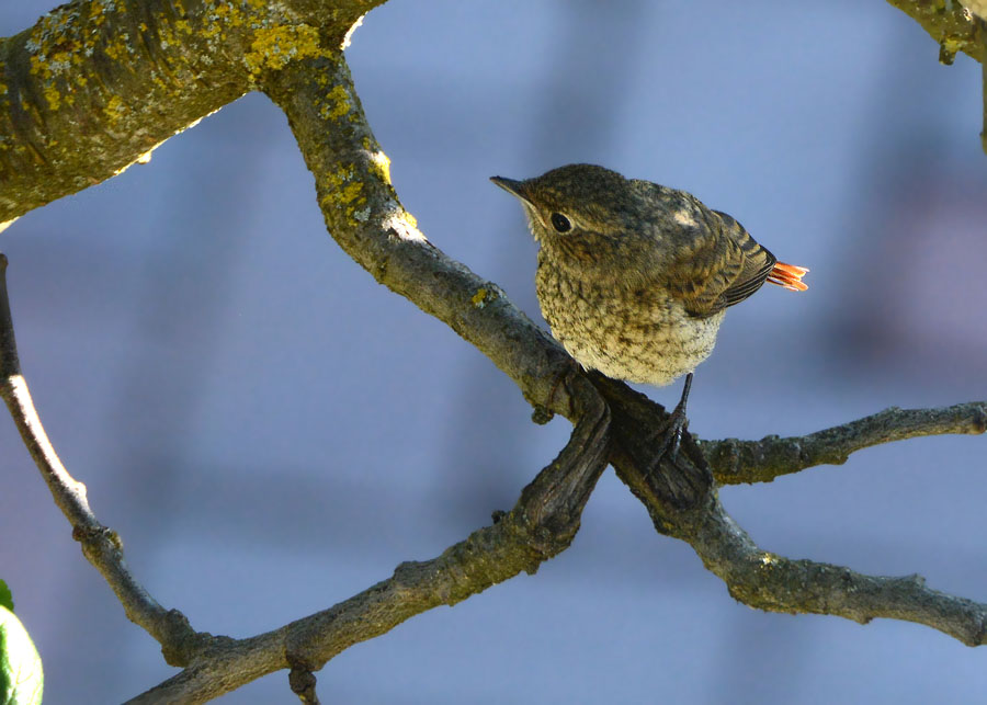 Una famiglia prolifica